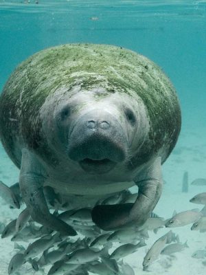 manatee, underwater, sea-387193.jpg