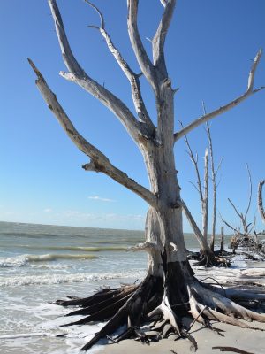 tree, dead, beach-485187.jpg